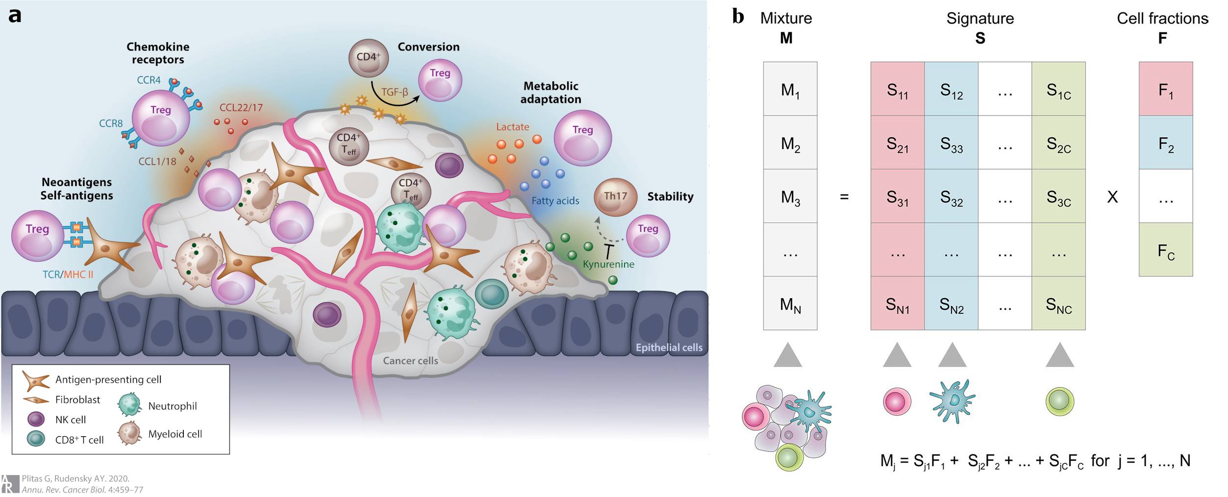 Figure 1: (a) Recruitment and maintenance of Treg cells in the tumor microenvironment. [@Plitas2020] (b) Visualisation of the mathematics behind cell deconvolution. [@Finotello2018]